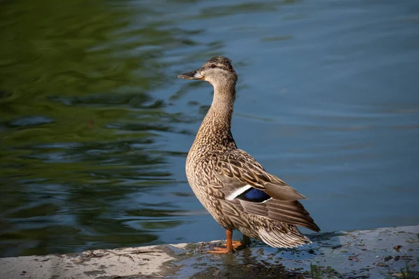 Portret jednej kobiecej kaczki siedzącej przy wodzie Obraz Stockowy