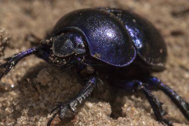 Bok böceği kumlu zeminde closeup