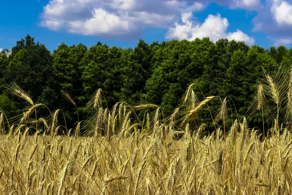 Field Young Grain Crops — Stock Photo, Image