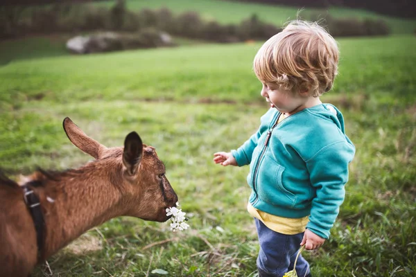A toddler boy feeding a goat outside in spring nature. — Stock Photo, Image