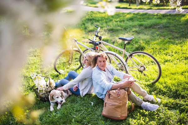 Bella coppia anziana con cane e biciclette all'aperto nella natura primaverile . — Foto Stock