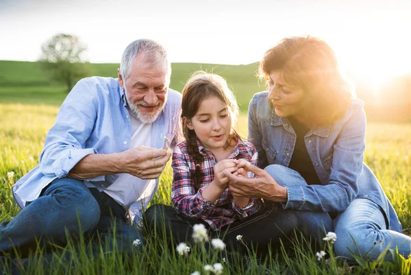 Senior couple with granddaughter outside in spring nature, relaxing on the grass. — Stock Photo, Image