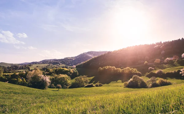 牧草地と森林の風景のパノラマ風景。自然の中の夕日. — ストック写真
