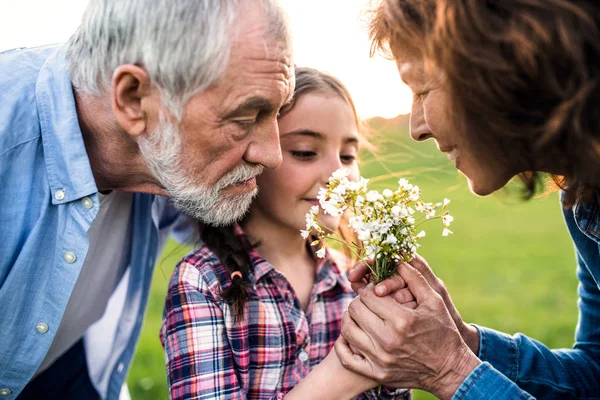 En liten flicka med hennes senior morföräldrar att lukta blommor utanför i naturen. — Stockfoto