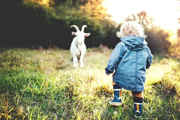 En liten toddler pojke och en get utomhus på en äng vid solnedgången. — Stockfoto