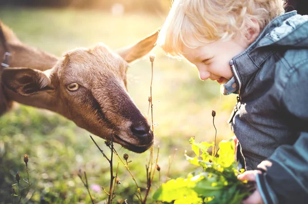 A little toddler boy feeding a goat outdoors on a meadow at sunset. — Stock Photo, Image