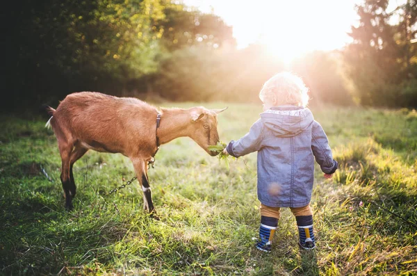 Een jongetje van peuter voeden een geit buitenshuis op een weide bij zonsondergang. — Stockfoto