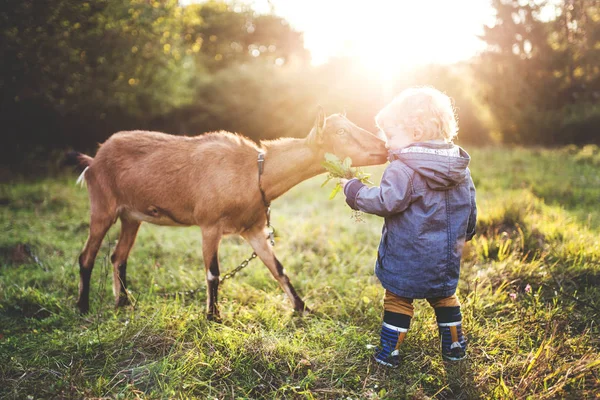 Ein kleiner Junge füttert eine Ziege im Freien auf einer Wiese bei Sonnenuntergang. — Stockfoto