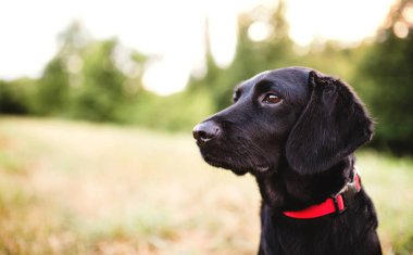 Bir close-up bir çayır batımında açık havada bir köpek. Kopya alanı.