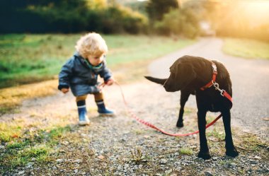 Bir küçük yürümeye başlayan çocuk ve bir köpek günbatımında bir yolda açık havada.