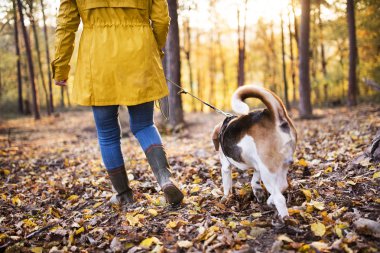 Sonbahar ormanda bir yürüyüşe köpek ile kadın kıdemli.