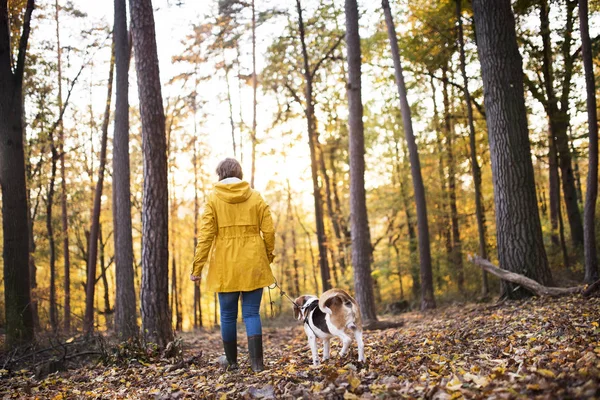 Senior vrouw met hond op een wandeling in een herfst bos. — Stockfoto