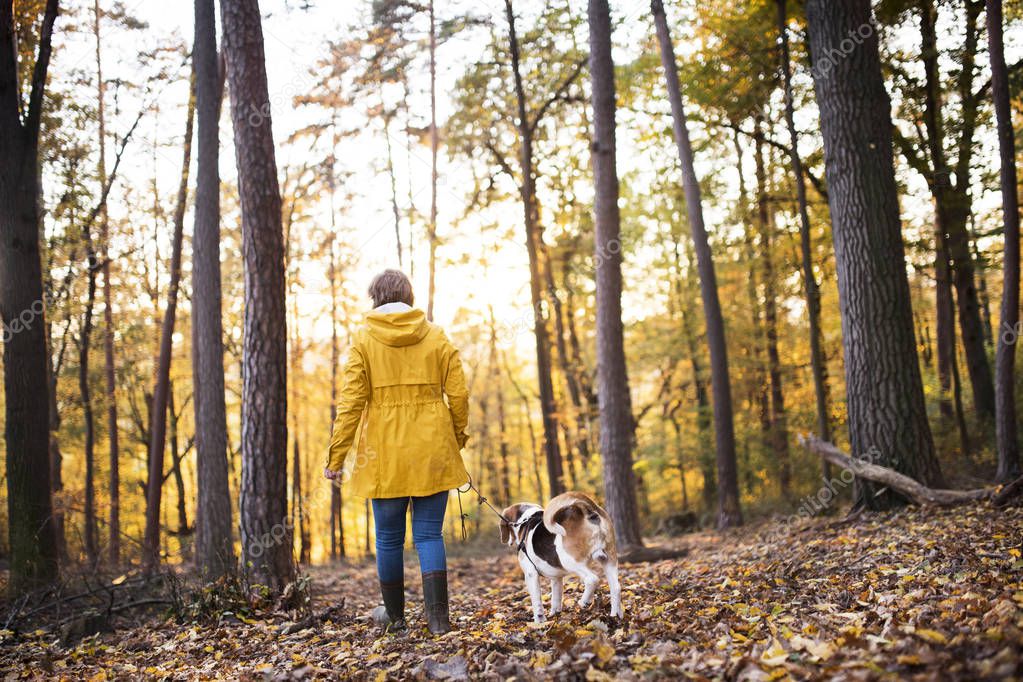 Senior woman with dog on a walk in an autumn forest.