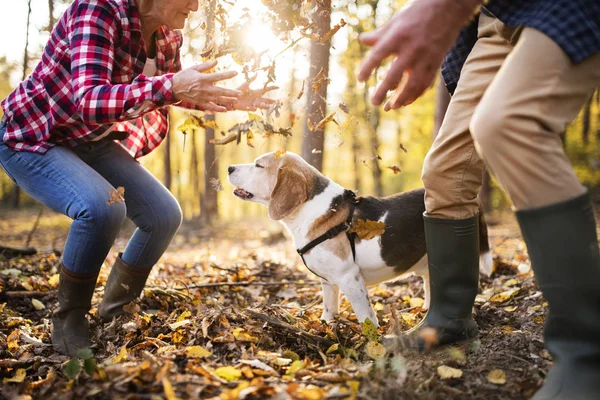 Senior pareja con perro en un paseo en un bosque de otoño . — Foto de Stock
