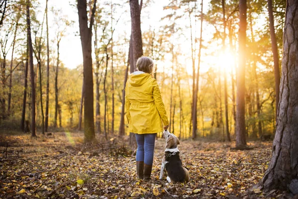 Seniorkvinne med hund på tur i høstskogen . – stockfoto