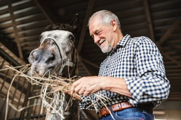 Bliska starszego mężczyzny karmienia sianem konia w stajni. — Zdjęcie stockowe