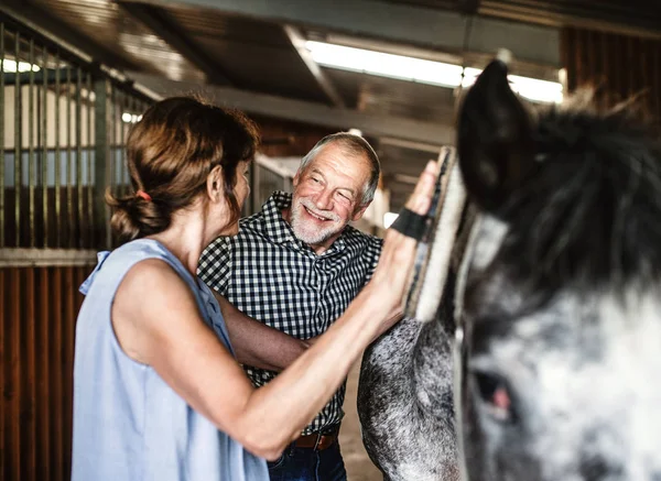 Крупный план пожилой пары, чистящей лошадь в конюшне, говорящей . — стоковое фото