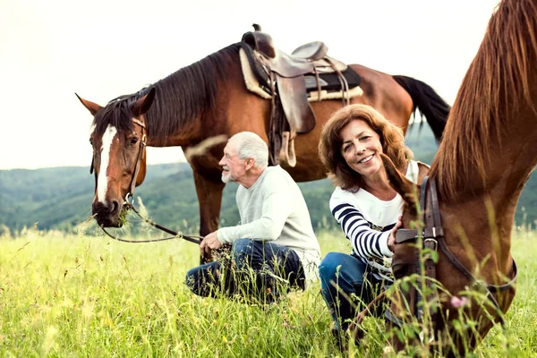 A senior couple holding horses grazing on a pasture. — Stock Photo, Image