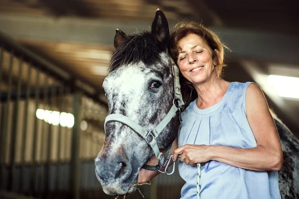 A senior woman standing close to a horse in a stable, holding it. Stock Picture