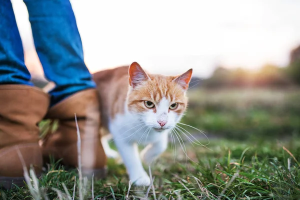 En kat gnidning mod kvindelige ben udendørs i naturen . - Stock-foto