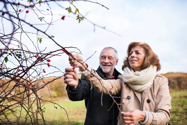 Äldre par stående av nypon bush i en höst natur. — Stockfoto