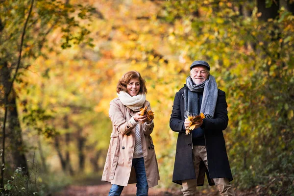 Senior para na spacerze w lesie w jesień natura, trzymając liści. — Zdjęcie stockowe