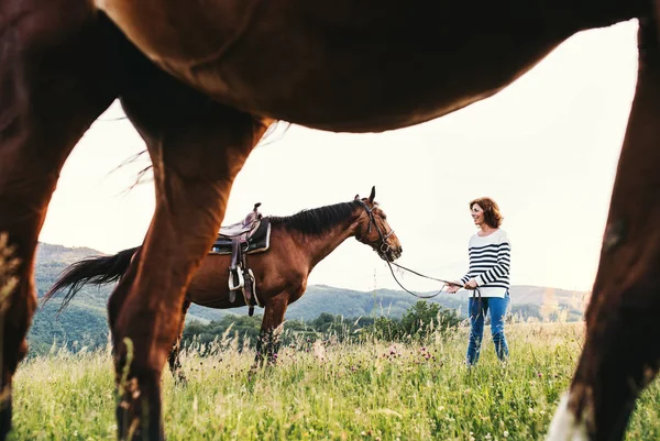 Una donna anziana che tiene un cavallo sotto la sua guida su un pascolo . — Foto Stock