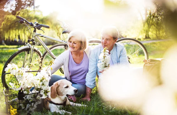 Schönes Seniorenpaar mit Hund und Fahrrädern draußen in der Frühlingsnatur. — Stockfoto