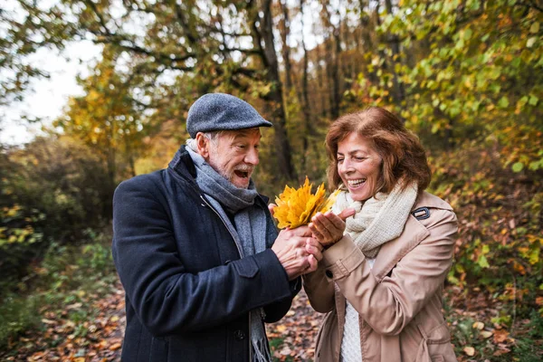 Vedoucí pár na procházce v lese v podzimní přírodě, drží listy. — Stock fotografie