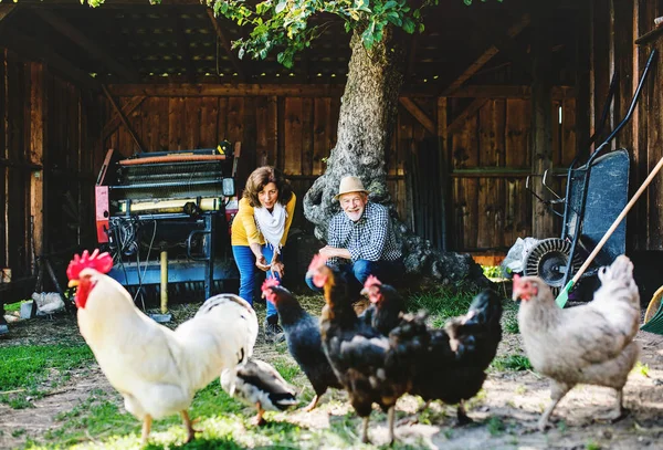 Una pareja de ancianos con gallinas en una granja . — Foto de Stock