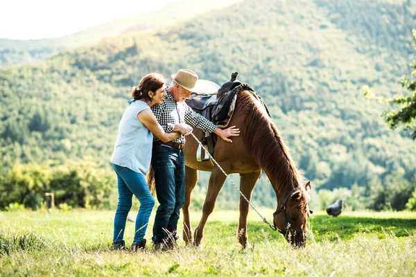 A senior couple holding a horse grazing on a pasture. — Stock Photo, Image