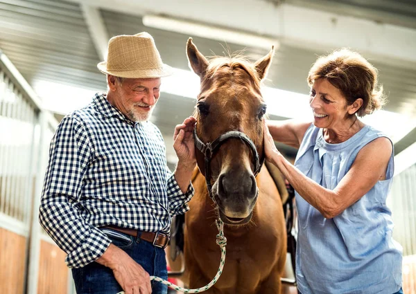 Una coppia anziana felice accarezzare un cavallo in una stalla . — Foto Stock