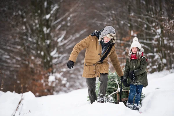 Abuelo y niña pequeña consiguiendo un árbol de Navidad en el bosque . — Foto de Stock