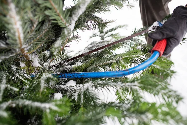 Felismerhetetlen ember szerzés egy karácsonyfa, erdő. — Stock Fotó