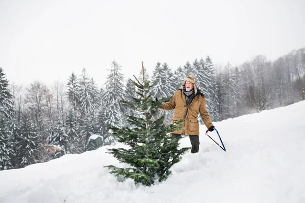 Hombre mayor recibiendo un árbol de Navidad en el bosque . — Foto de Stock