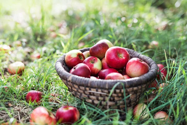 Яблоки в плетеной корзине на земле в саду . — стоковое фото