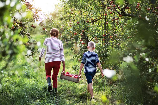 Eine Rückansicht der Großmutter mit Enkel, der eine Holzkiste mit Äpfeln im Obstgarten trägt. — Stockfoto