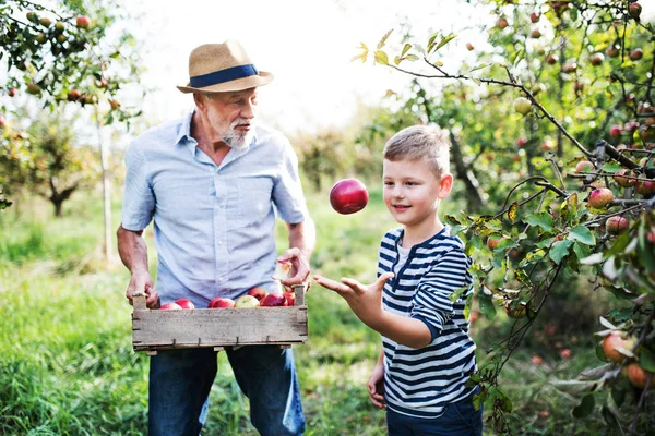Starszy mężczyzna z wnukiem zbieranie jabłek w sadzie, jesienią. — Zdjęcie stockowe