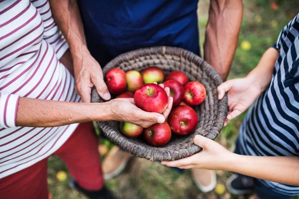 Nie do poznania osób starszych gospodarstwa kosz pełen jabłek w sadzie. — Zdjęcie stockowe