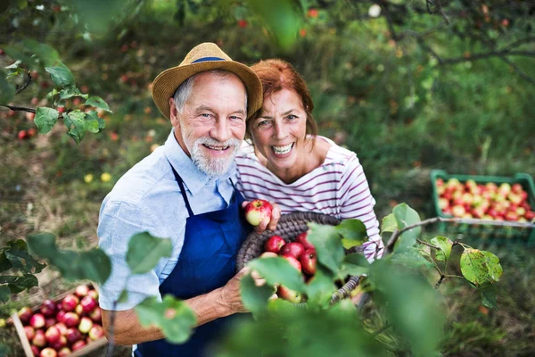 คู่รักอาวุโสเก็บแอปเปิ้ลในสวนผลไม้ในฤดูใบไม้ร่วง . ภาพถ่ายสต็อกที่ปลอดค่าลิขสิทธิ์