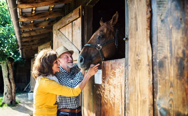 Et eldre par med en hest som står foran en stall . stockfoto