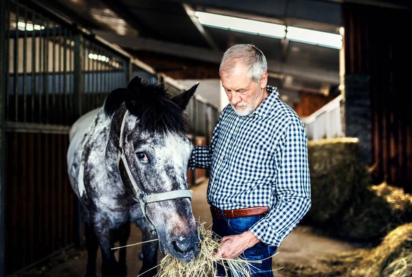 Starszy mężczyzna karmienia sianem konia w stajni. — Zdjęcie stockowe