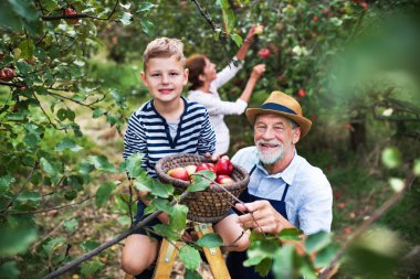 Meyve bahçesinde elma toplama onun üst düzey gradparents ile küçük bir çocuk.