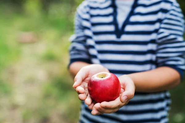 Um menino pequeno irreconhecível segurando uma maçã no pomar . — Fotografia de Stock
