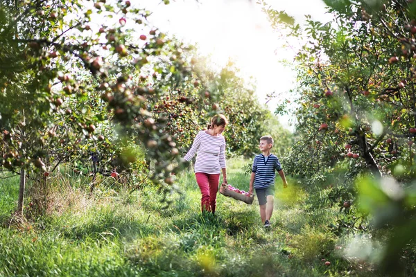 Großmutter mit Enkel trägt Holzkiste mit Äpfeln im Obstgarten. — Stockfoto