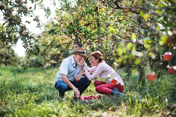 Una coppia di anziani che raccoglie mele nel frutteto in autunno, divertendosi . — Foto Stock