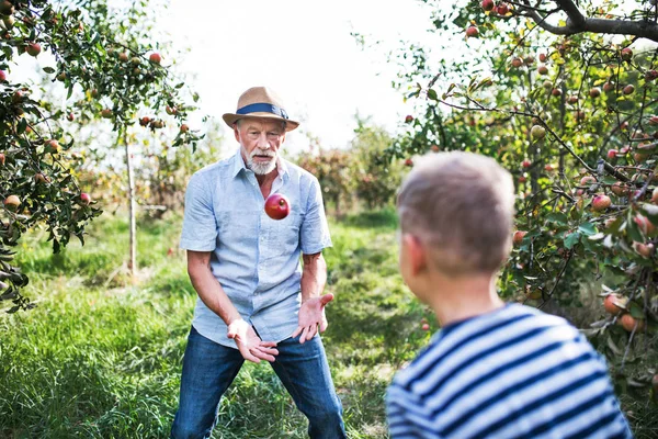 Ein älterer Mann mit Enkel spielt im Herbst mit Äpfeln im Obstgarten. — Stockfoto