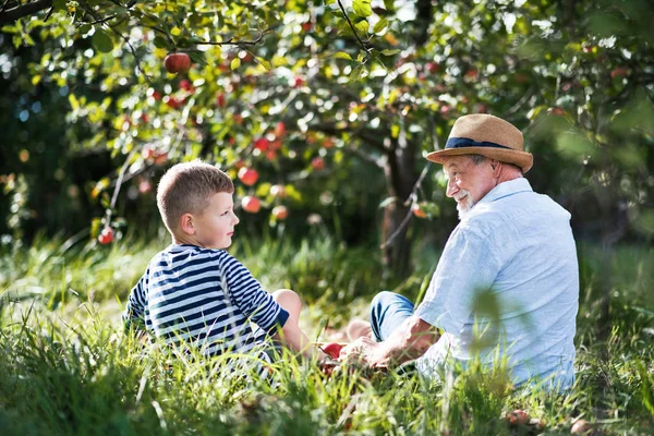 Widok z tyłu z starszy dziadek z wnukiem, siedząc na trawie w sadzie. — Zdjęcie stockowe