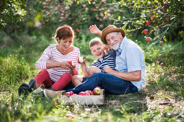 Um casal sênior com pequeno neto no pomar de maçãs comendo maçãs . — Fotografia de Stock