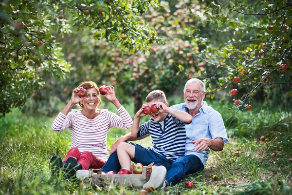 Een senior paar met kleine kleinzoon in appelboomgaard, plezier. — Stockfoto